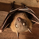 Bats
