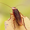Insects