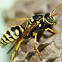 Bees & Wasps